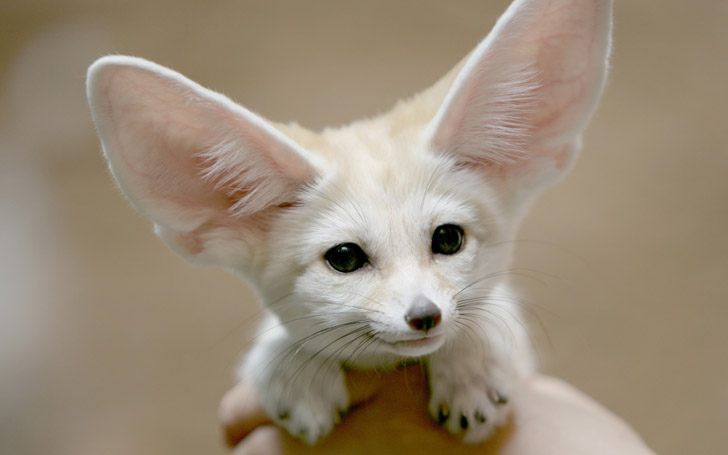 Fennec Fox