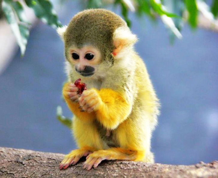 Non-human Primates