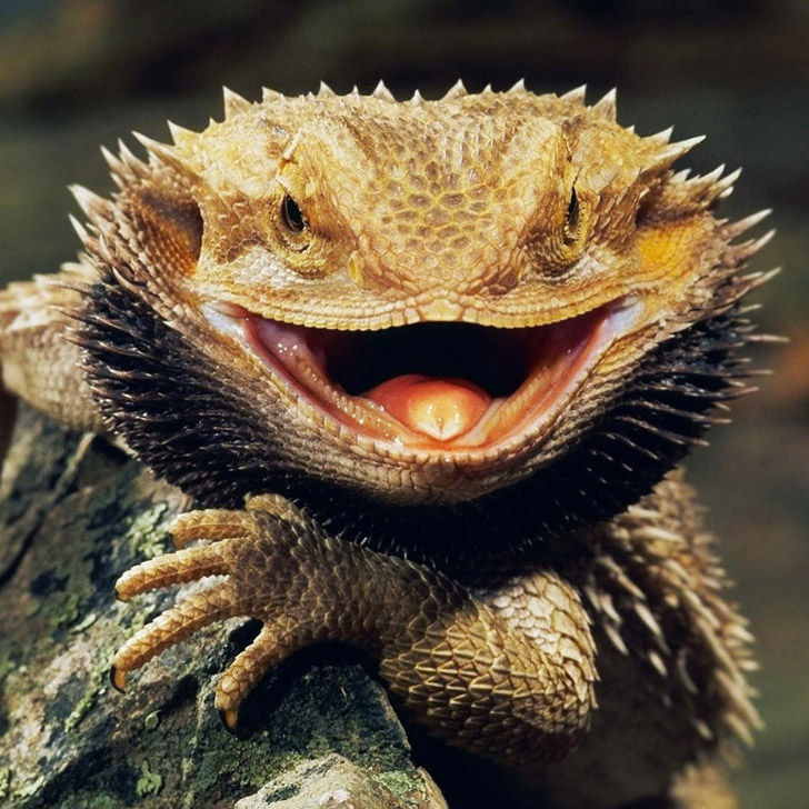 Bearded Dragon
