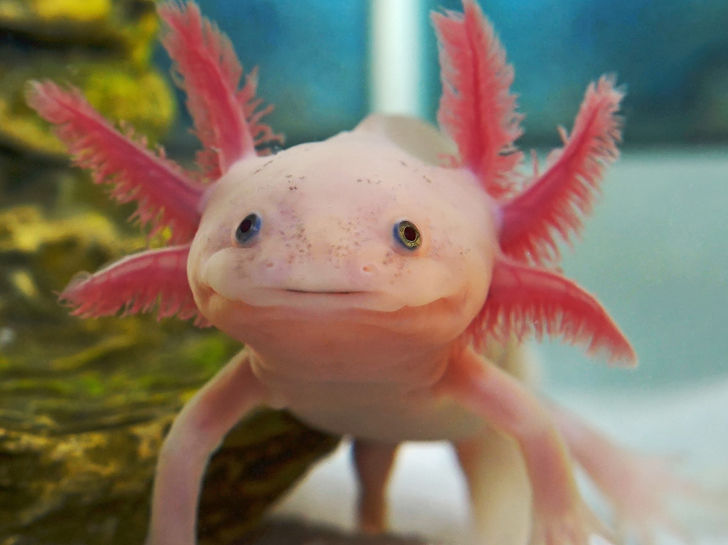 Axolotl