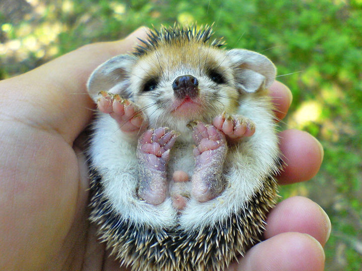 Hedgehog
