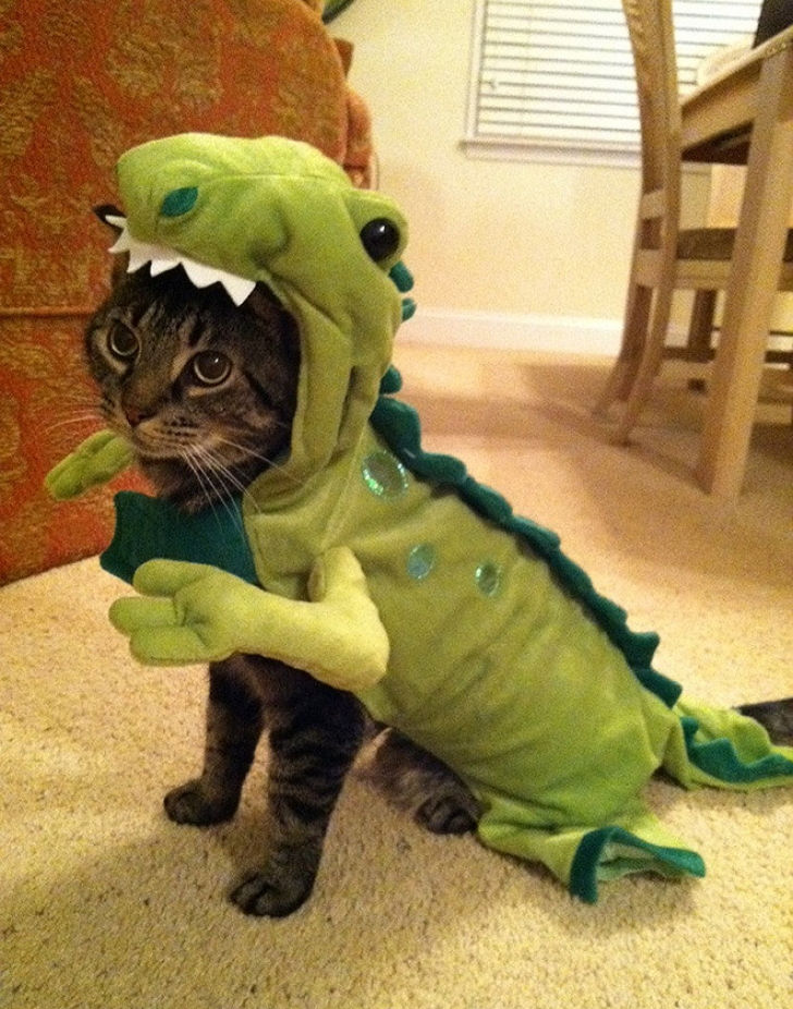 Who Gives You The Right To Dress Me Like This?_12