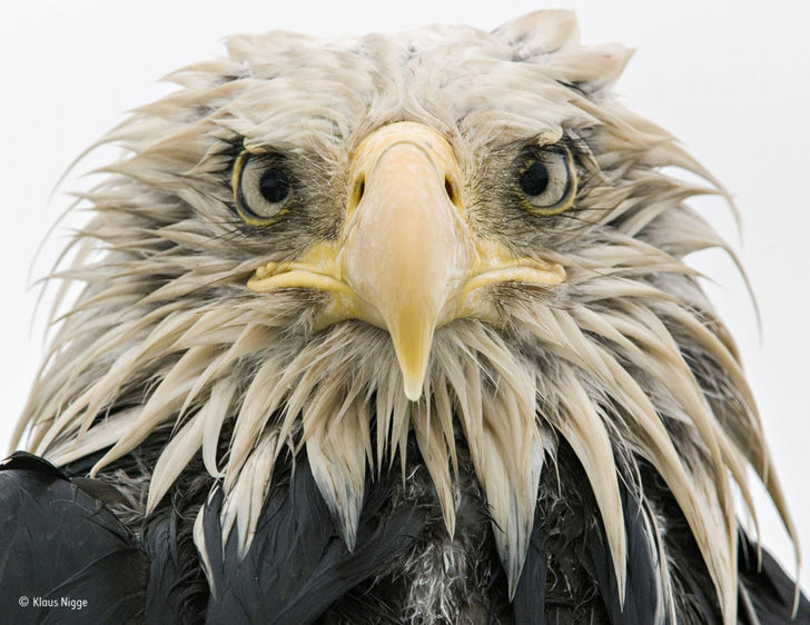 wildlife-photos-of-2017-beauty-and-sorrow-under-the-lens_10