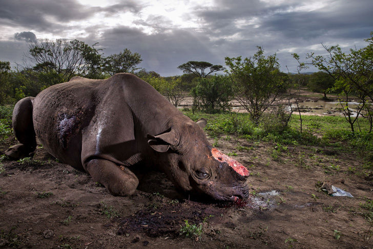 wildlife-photos-of-2017-beauty-and-sorrow-under-the-lens_16