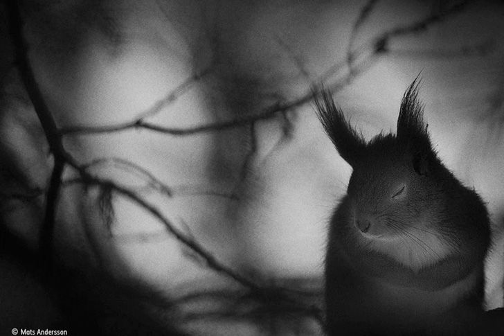 wildlife-photos-of-2017-beauty-and-sorrow-under-the-lens_2