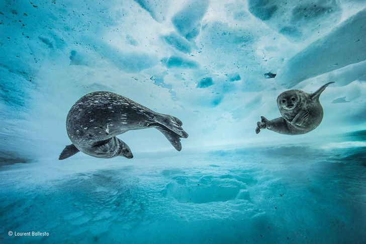 wildlife-photos-of-2017-beauty-and-sorrow-under-the-lens_4