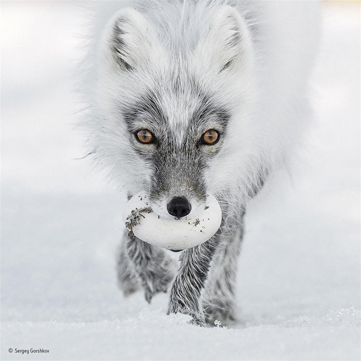 wildlife-photos-of-2017-beauty-and-sorrow-under-the-lens_5