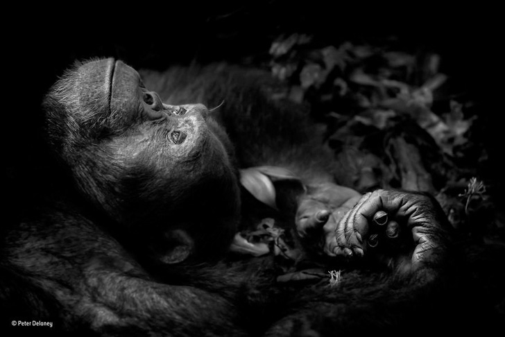 wildlife-photos-of-2017-beauty-and-sorrow-under-the-lens_6