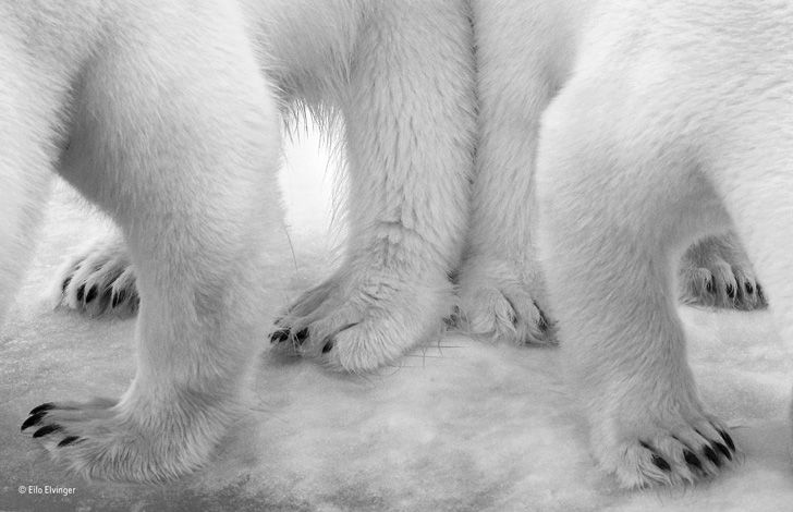 wildlife-photos-of-2017-beauty-and-sorrow-under-the-lens_8