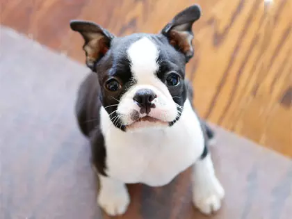 10 Best Lap Dog Breeds That Make Great Cuddle Buddies