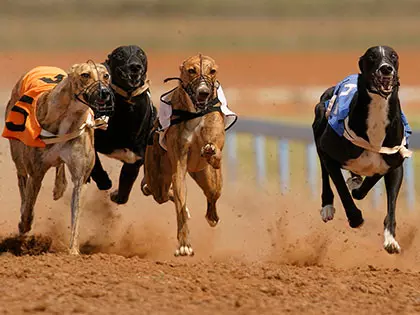 10 Dog Breeds That Are Faster Than Usain Bolt