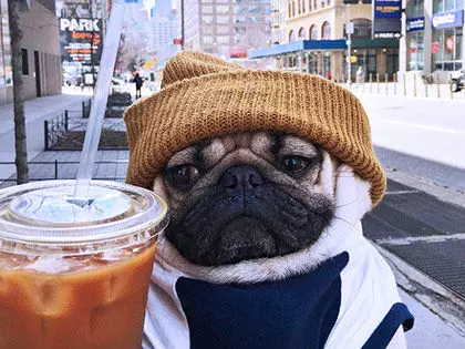 10 Dog Breeds Who Are More Dramatic Than You