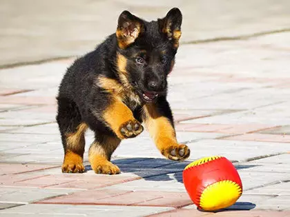15 Healthiest Dog Breeds In The World