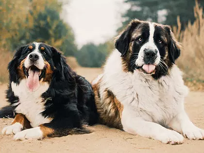 10 Of The Most Reliable Guard Dog Breeds From Russia