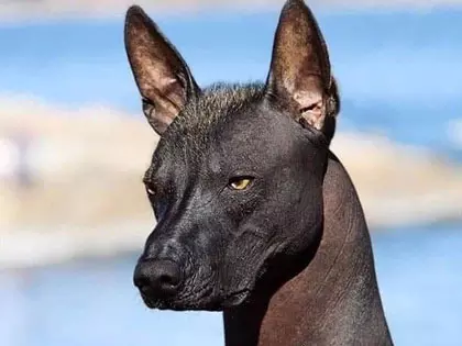 20 Most Dangerous Dog Breeds In The World