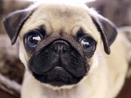10 Popular Dog Breeds With The Most Health Issues