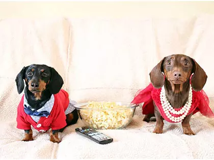 11 Fun Dachshund Facts: How Many Do You Know?