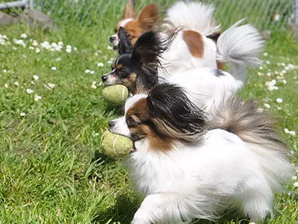 12 Easiest Dog Breeds To Train