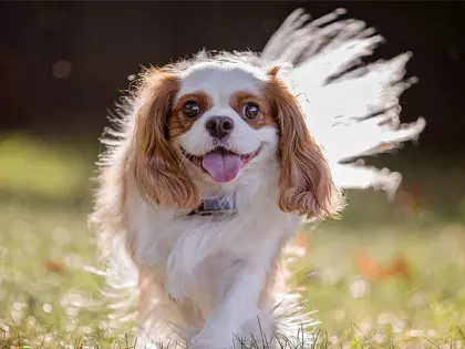 12 Happiest Dog Breeds That Save You From Loneliness