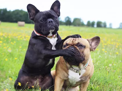 12 Quiet Dog Breeds That Are Perfect Roommates For You