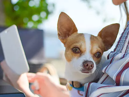 12 Super Low-Maintenance Dog Breeds For Busy Or Lazy People