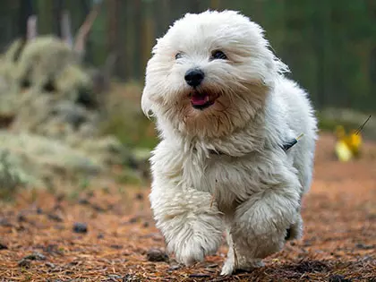 14 Smallest White Dogs That Make Great Apartment Dogs