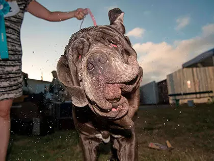 15 Adorably Odd-Looking Dogs to Ever Exist