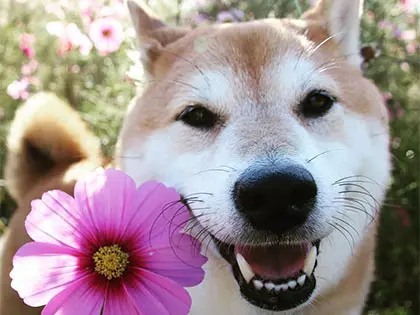 15 Dog Breeds That Make Surprisingly Good Watchdogs