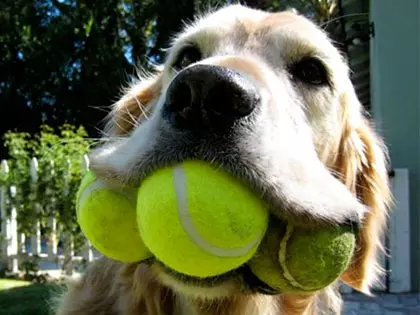 15 Incredible Dogs Who Hold Impressive World Records