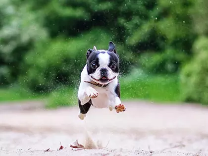 15 Longest-Living Dog Breeds, You Won’t Believe How Long The Oldest One Lives