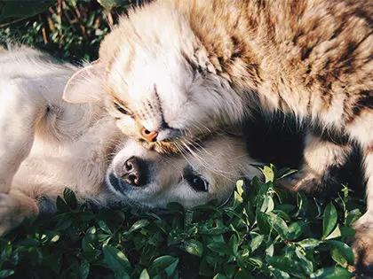 15 Most Cat-Friendly Dog Breeds That Make The Best Cat Companion 