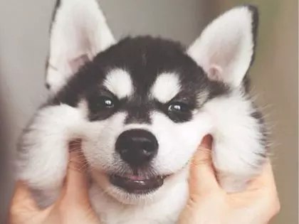 15 Reasons Huskies Are The Best Dog Breed In The World