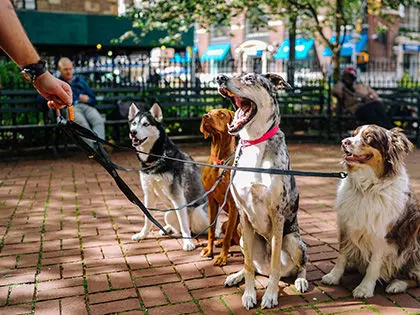 16 Most Loyal Dog Breeds That Originated In Germany