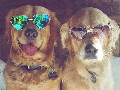 16 Reasons Why Golden Retrievers Are Better Than Your Boyfriend