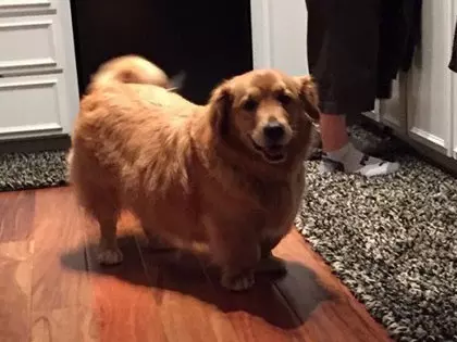 16 Times Corgis Pretended to Be Other Dogs