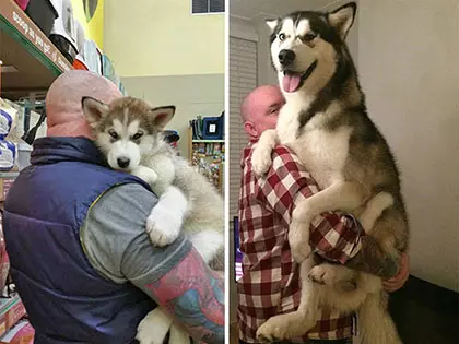 19 Pics That Show Some Dogs Are Forever A Puppy In Your Arms