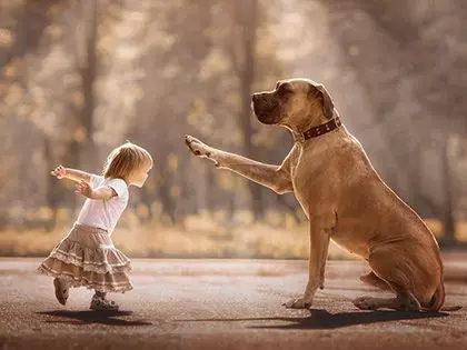 20 Biggest Dog Breeds That Would Be A Good Companion Not Just A Pet