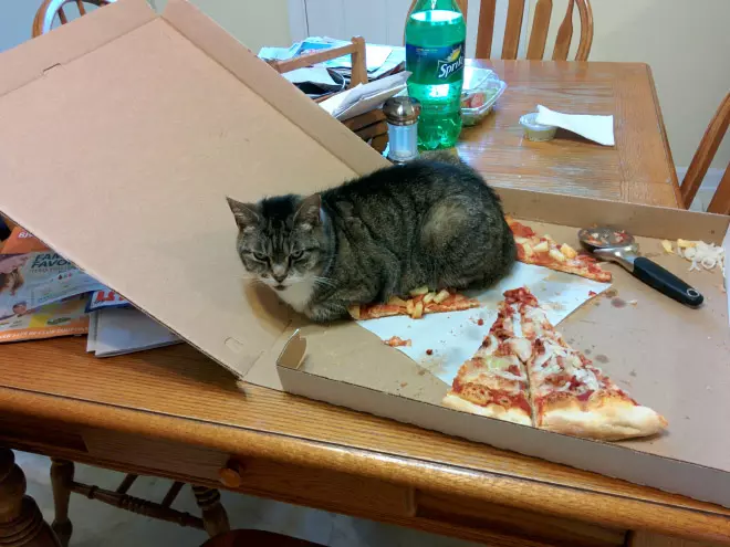 20 Cats Who Really Don’t Care What You Think