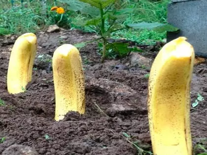 7 Genius Garden Hacks You'll Regret Not Knowing