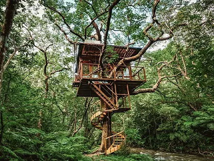 A Magical Off-Grid Treehouse: What Led Her to the Forest