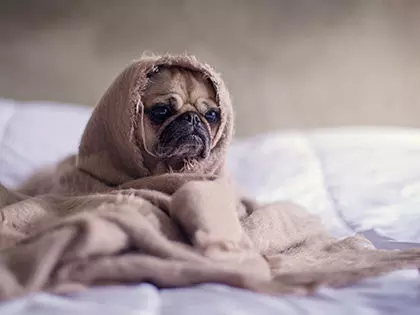 A Pain In The Rear: 5 Signs Your Dog Has Anal Gland Problems