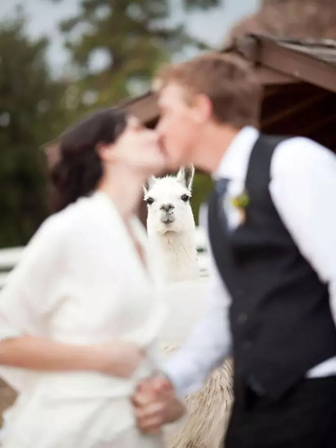 Accidental Wedding Photobombs