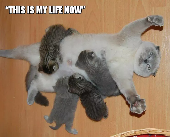 Animal Expressions Showing How To Be A Parent