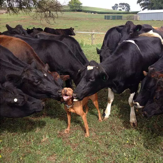Animals Having The Greatest Day Ever