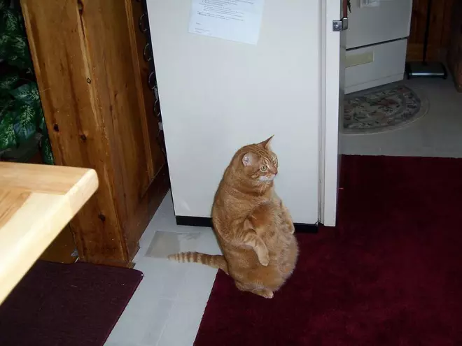 Awkwardly Standing Cats