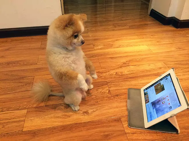 Awkwardly Standing Dogs