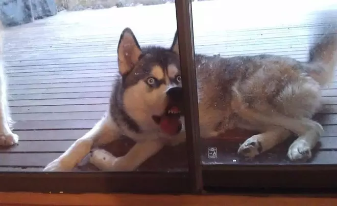 Battles Between Dogs And Doors