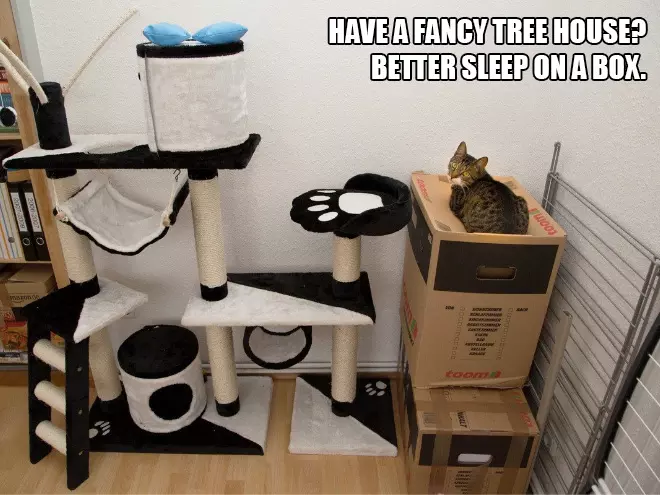 Cat Logic