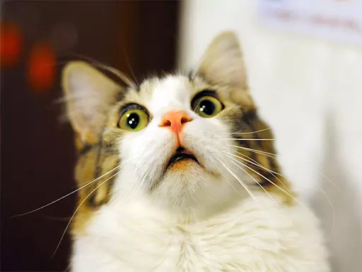 Cats That With Stupid Looks