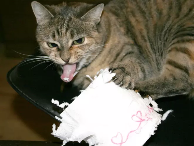Cats vs. Toilet Paper